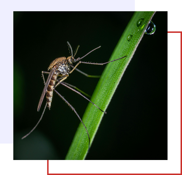 A mosquito is sitting on the end of a green leaf.