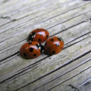 Three lady bugs are sitting on a wooden surface.