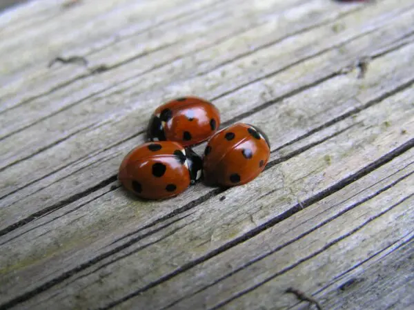 Three lady bugs are sitting on a wooden surface.