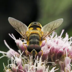 A bee is sitting on the flower of a plant.