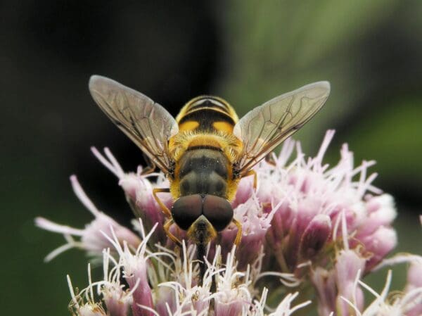 A bee is sitting on the flower of a plant.