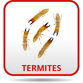 A group of termites that are sitting on the ground.