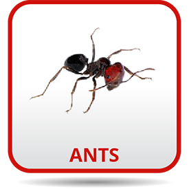 A picture of an ant with the word ants on it.