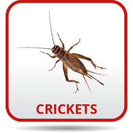 A picture of some crickets on the ground.