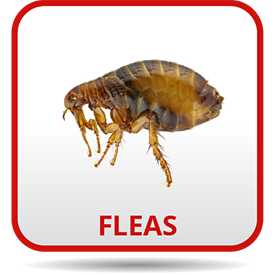 A flea is sitting on top of the ground.