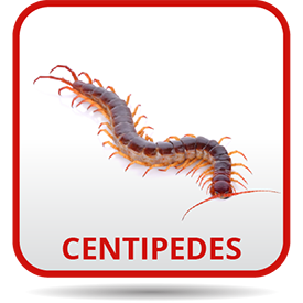 A centipede is crawling on the ground.