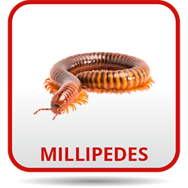 A millipede is sitting on top of the ground.