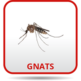 A picture of an insect that is gnats.