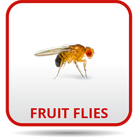 A fruit flies sitting on top of a table.