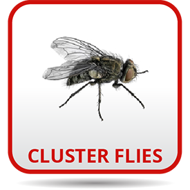 A cluster flies is sitting on the ground.