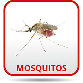 A mosquito is sitting on the ground.