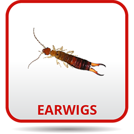 A picture of earwigs on the side of a wall.