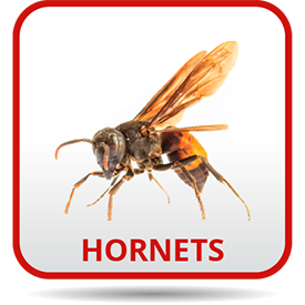 A picture of a hornet with the word hornets underneath it.