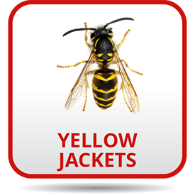 A yellow jacket is sitting on the ground.