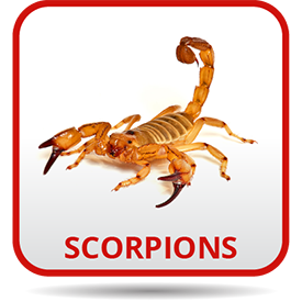 A scorpion is sitting on the ground.